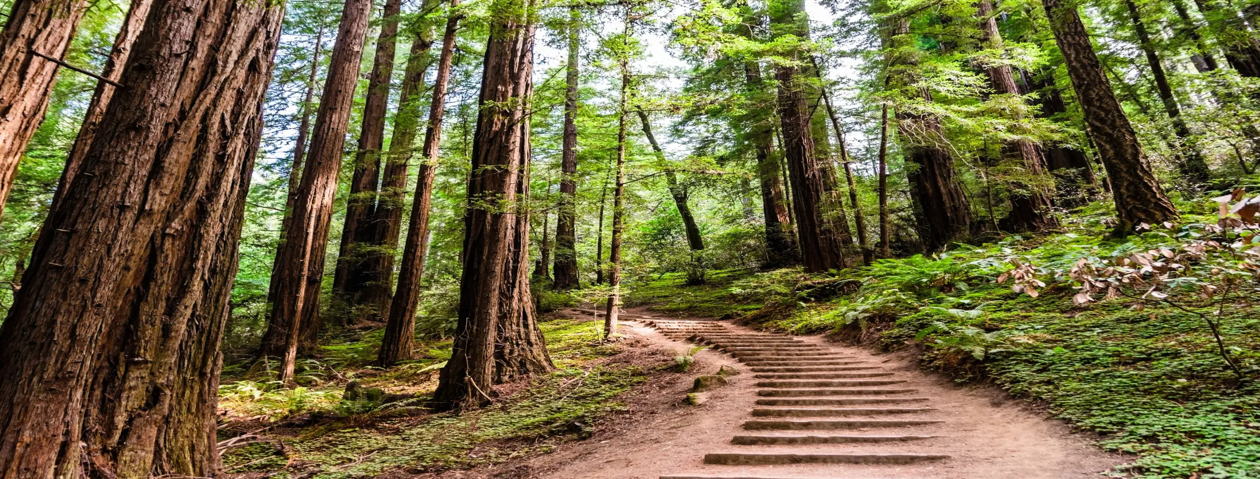Image for Muir Woods Hiking